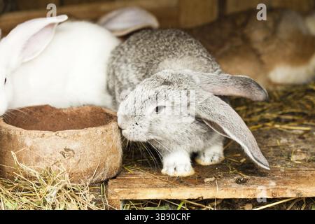 Trois lapins en gros plan hutch Banque D'Images