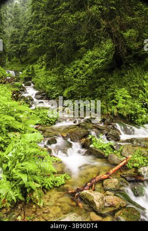 Ruisseau de montagne en vert forêt de l'été dans les montagnes des Carpates Banque D'Images
