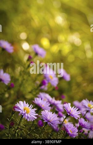 Fleurs daisy lilas plus de flou artistique en arrière-plan vert naturel en journée ensoleillée. Focus sélectif. Carte postale Banque D'Images