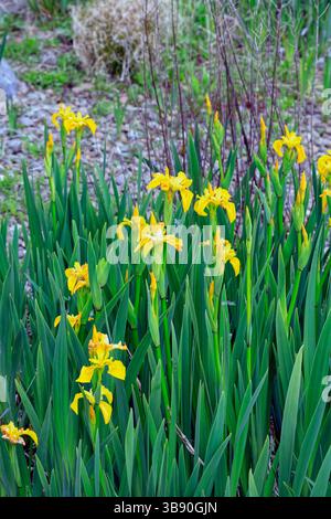 Iris drapeau jaune, Iris pseudacorus Cardiff Bay barrage, pays de Galles du Sud. Prise mai 2025 au printemps Banque D'Images