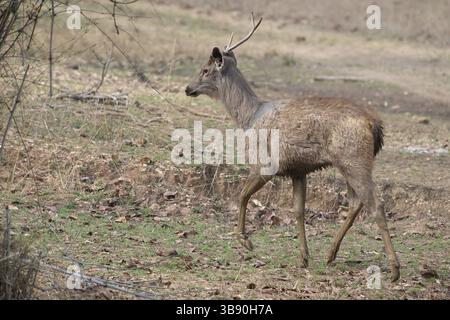 Sambar (Cervus unicolor), chevreuil, cerf, cerf de cheval, cerf noble, Bandhavgarh National Park, réserve de tigres, Madhya Pradesh, Vindhya Hills, Inde, Asie Banque D'Images