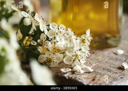 Fleurs d'aubépine collectées au printemps sur une table avec une bouteille de teinture à base de plantes en arrière-plan Banque D'Images