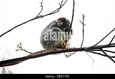 13 septembre 2020, Sydney, Nouvelle-Galles du Sud, Australie : Koala (Phascolarctos cinereus) dormant sur un arbre dans un parc animalier de Sydney, Nouvelle-Galles du Sud, Australie. Le koala, aussi appelé ours koala, est un marsupial herbivore arboricole originaire d'Australie. Pratiquement sans queue, le corps est robuste et gris, avec une poitrine jaune pâle ou crème et des taches sur la croupe. Le visage large a un nez large, arrondi et cuirassé, de petits yeux jaunes et de grandes oreilles moelleuses. Le koala se nourrit très sélectivement des feuilles de certains eucalyptus. (Crédit image : © Tara Malhotra/ZUMA Press Wire) Banque D'Images