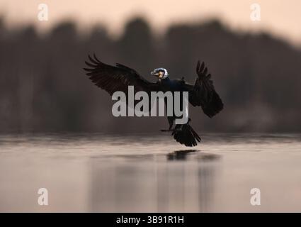 Grand cormoran (Phalacrocorax carbo) débarquant dans l'eau au printemps. Banque D'Images