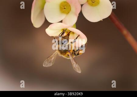 Abeille de miel de l'Ouest (Apis mellifera) léchant le nectar dans une fleur brillante de Couronne d'épines (Euphorbia milii) Banque D'Images