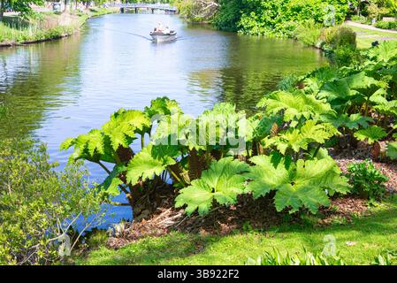 Gunnera tinctoria, connue sous le nom de rhubarbe géante le long de l'eau dans le jardin botanique ¨Hortus Botanicus¨ de l'université de Leyde, aux pays-Bas Banque D'Images