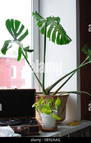 Plante haute et verte avec de grandes feuilles dans un pot, monstera sur un rebord de fenêtre sur le fond d'une fenêtre et un fabricant de plaques Banque D'Images