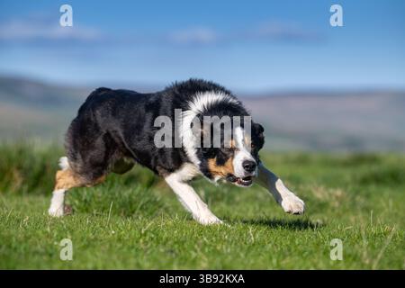 Chien de berger Border Collie courant à travers un champ. North Yorkshire, Royaume-Uni. Banque D'Images