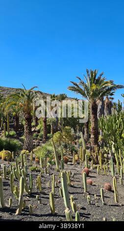 Les cactus prospèrent dans les paysages volcaniques arides des îles Canaries sous un ciel bleu vif, parfaitement adapté au climat chaud et sec Banque D'Images