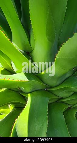 Les cactus prospèrent dans les paysages volcaniques arides des îles Canaries sous un ciel bleu vif, parfaitement adapté au climat chaud et sec Banque D'Images