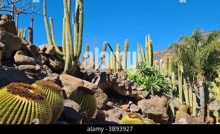 Les cactus prospèrent dans les paysages volcaniques arides des îles Canaries sous un ciel bleu vif, parfaitement adapté au climat chaud et sec Banque D'Images