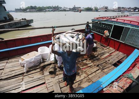 22 août 2023, Chandpur, Chandpur, Bangladesh : les travailleurs apportent du poisson au marché aux poissons de Chandpur, le plus grand marché de gros de poisson Hilsha au Bangladesh. Les Hilshas sont capturés dans la rivière Meghna. Connu localement sous le nom d'Ilish, le poisson a été désigné comme le poisson national du Bangladesh. Hilsa, toujours une délicatesse spéciale dans un ménage bengali est préparé de différentes manières. (Crédit image : © Habibur Rahman/ZUMA Press Wire) Banque D'Images