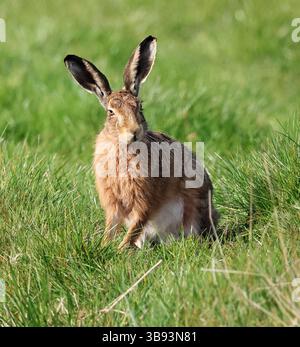 Un lièvre brun (Lepus europaeus) dans les prairies des Cotswold Hills dans le Gloucestershire au Royaume-Uni Banque D'Images