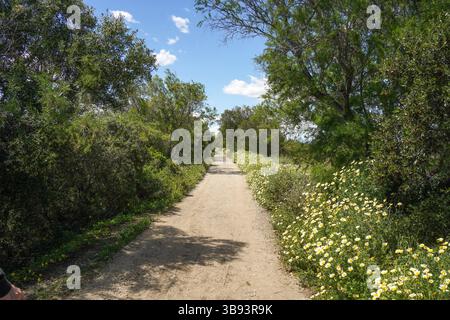 Sentier dans les prairies de printemps dans la réserve naturelle de l'estuaire de Guadalhorce. Andalousie, Malaga, Espagne. Banque D'Images