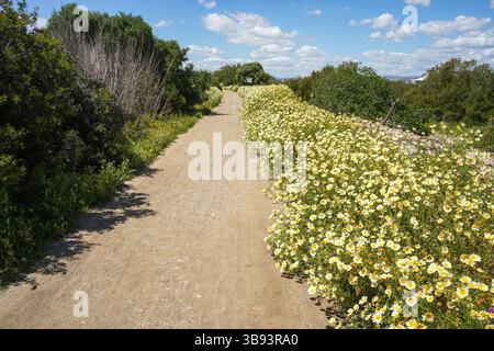 Sentier dans les prairies de printemps dans la réserve naturelle de l'estuaire de Guadalhorce. Andalousie, Malaga, Espagne. Banque D'Images