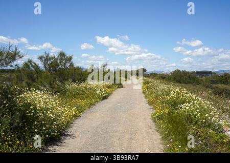 Sentier dans les prairies de printemps dans la réserve naturelle de l'estuaire de Guadalhorce. Andalousie, Malaga, Espagne. Banque D'Images