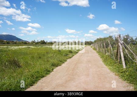 Sentier dans les prairies de printemps dans la réserve naturelle de l'estuaire de Guadalhorce. Andalousie, Malaga, Espagne. Banque D'Images
