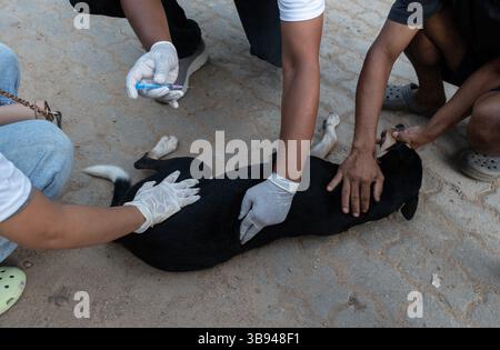 28 septembre 2023 : des bénévoles de Pet Love Foundation administrent le vaccin antirabique (ARV) aux chiens des rues lors d’une campagne spéciale à l’occasion de la Journée mondiale de la rage, le 28 septembre 2023 à .Guwahati, Assam, Inde. La rage est un virus dangereux qui provoque une inflammation du cerveau. Les animaux peuvent propager la rage aux humains par des morsures et des rayures. (Crédit image : © David Talukdar/ZUMA Press Wire) Banque D'Images