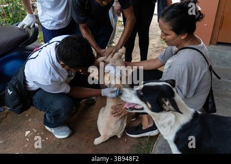 28 septembre 2023 : des bénévoles de Pet Love Foundation administrent le vaccin antirabique (ARV) aux chiens des rues lors d’une campagne spéciale à l’occasion de la Journée mondiale de la rage, le 28 septembre 2023 à .Guwahati, Assam, Inde. La rage est un virus dangereux qui provoque une inflammation du cerveau. Les animaux peuvent propager la rage aux humains par des morsures et des rayures. (Crédit image : © David Talukdar/ZUMA Press Wire) Banque D'Images