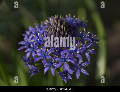 Courge portugaise, fleur de Scilla peruviana Banque D'Images