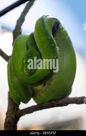 9 juillet 2023, Sydney, Nouvelle-Galles du Sud, Australie : Green Tree Python (Morelia viridis) au zoo de Sydney à Sydney, Nouvelle-Galles du Sud, Australie. Le python vert est un serpent non venimeux vert vif avec des têtes en forme de losange et des écailles irrégulières. (Crédit image : © Tara Malhotra/ZUMA Press Wire) Banque D'Images