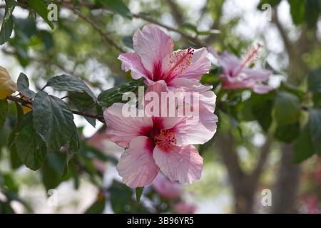 Trois fleurs d'hibiscus roses en fleurs, avec des pétales délicats qui s'estompent du rose clair au rose profond vers le centre, capturées dans un cadre de jardin naturel. Banque D'Images
