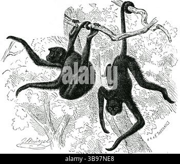 SINGE ARAIGNÉE COAITA ( Ateles paniscus ) - singe araignée à face rouge gravure dans la forêt tropicale brésilienne Banque D'Images