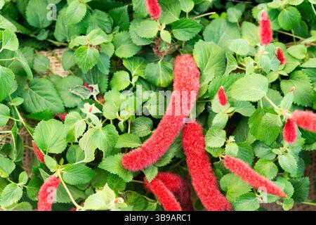 Chenille Firetail, chenille naine, pendula Acalypha Banque D'Images