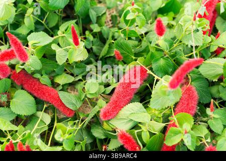 Chenille Firetail, chenille naine, pendula Acalypha Banque D'Images