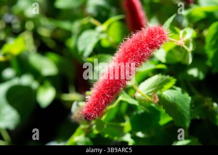 Chenille Firetail, chenille naine, pendula Acalypha Banque D'Images