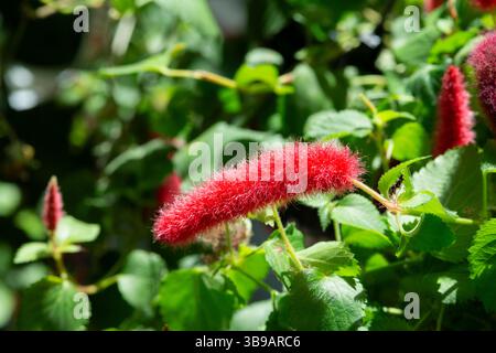 Chenille Firetail, chenille naine, pendula Acalypha Banque D'Images