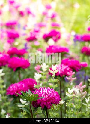 Photo verticale vibrante de fleurs de jardin magenta et rose fleurissant dans la lumière de l'été. Idéal pour les sites Web de jardinage, campagnes de printemps, laboratoire de produits floraux Banque D'Images