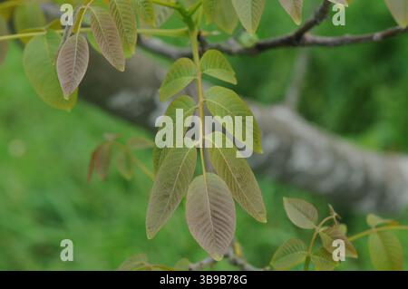 Juglans regia arbre montrant des stades saisonniers de fruits, fleurs mâles et femelles, feuillage et couronne complète. Idéal pour une utilisation botanique et agricole. Banque D'Images