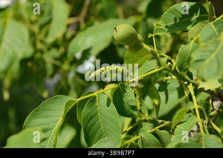 Juglans regia arbre montrant des stades saisonniers de fruits, fleurs mâles et femelles, feuillage et couronne complète. Idéal pour une utilisation botanique et agricole. Banque D'Images
