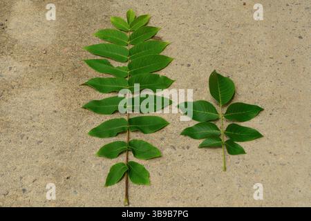 Juglans regia arbre montrant des stades saisonniers de fruits, fleurs mâles et femelles, feuillage et couronne complète. Idéal pour une utilisation botanique et agricole. Banque D'Images