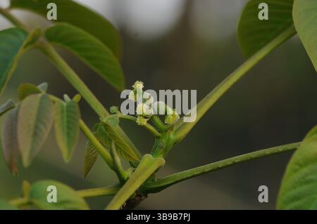 Juglans regia arbre montrant des stades saisonniers de fruits, fleurs mâles et femelles, feuillage et couronne complète. Idéal pour une utilisation botanique et agricole. Banque D'Images