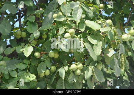 Juglans regia arbre montrant des stades saisonniers de fruits, fleurs mâles et femelles, feuillage et couronne complète. Idéal pour une utilisation botanique et agricole. Banque D'Images