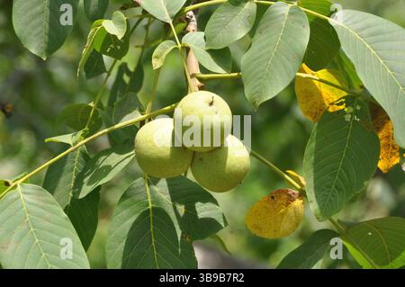 Juglans regia arbre montrant des stades saisonniers de fruits, fleurs mâles et femelles, feuillage et couronne complète. Idéal pour une utilisation botanique et agricole. Banque D'Images