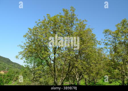 Juglans regia arbre montrant des stades saisonniers de fruits, fleurs mâles et femelles, feuillage et couronne complète. Idéal pour une utilisation botanique et agricole. Banque D'Images