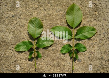Juglans regia arbre montrant des stades saisonniers de fruits, fleurs mâles et femelles, feuillage et couronne complète. Idéal pour une utilisation botanique et agricole. Banque D'Images