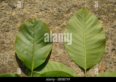 Juglans regia arbre montrant des stades saisonniers de fruits, fleurs mâles et femelles, feuillage et couronne complète. Idéal pour une utilisation botanique et agricole. Banque D'Images