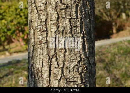 Juglans regia arbre montrant des stades saisonniers de fruits, fleurs mâles et femelles, feuillage et couronne complète. Idéal pour une utilisation botanique et agricole. Banque D'Images