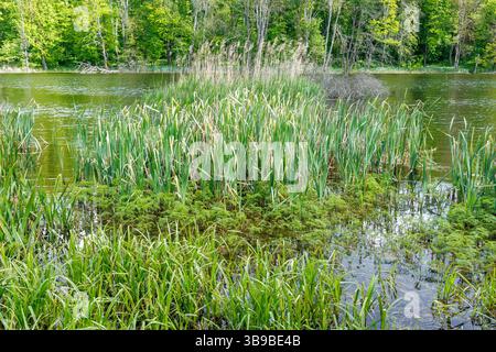Paysage de marais luxuriants avec de grands roseaux, des herbes et des plantes aquatiques submergées poussant le long du bord peu profond d'un étang forestier. Banque D'Images