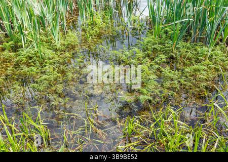 Paysage de marais luxuriants avec de grands roseaux, des herbes et des plantes aquatiques submergées poussant le long du bord peu profond d'un étang forestier. Banque D'Images