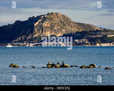 Cormorans dans les zones humides de la baie de Nauplie avec le château de Bourtzi et la forteresse de Palamidi en arrière-plan Banque D'Images