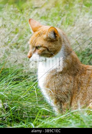 Portrait d'un chat tabby rouge dans l'herbe. Gros plan animal. Banque D'Images