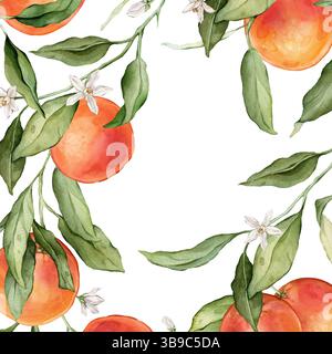 Pamplemousse et fleurs blanches carré cadre. Illustration à l'aquarelle dessinée à la main de la frontière avec des branches d'agrumes sur fond isolé blanc. Dessin Banque D'Images