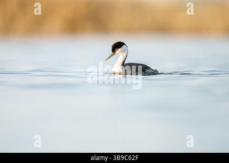 Vue rapprochée d'un Grebe occidental (Aechmophorus occidentalis) Flo Banque D'Images