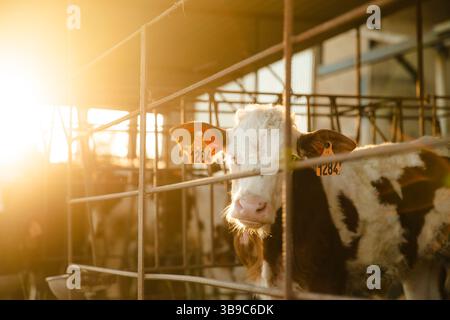 Veau derrière la clôture au lever du soleil sur la ferme Banque D'Images