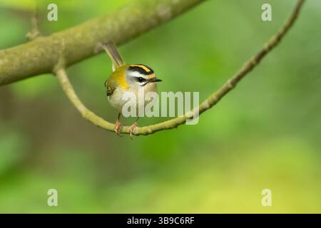 Le Firecrest commun (Regulus ignicapilla), également connu sous le nom de Firecrest, est un très petit oiseau passerin de la famille des royaumes. Banque D'Images